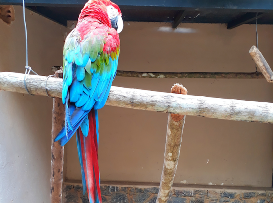 Arara - Museu Mello Leitão.