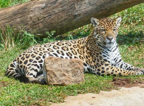 Onça Pintada - Zoo Park da Montanha