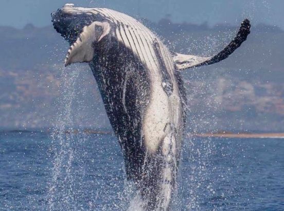 Humpback Whale Safari