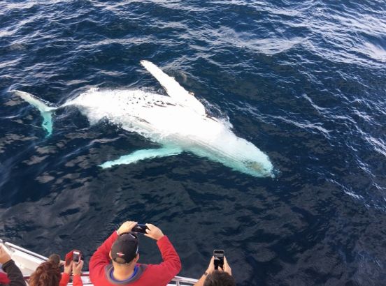 Humpback Whale Safari